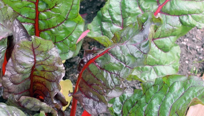 swiss chard substitutes