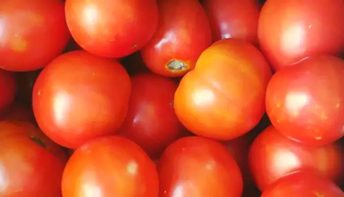 fresh tomatoes