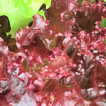 Best red leaf lettuce substitutes